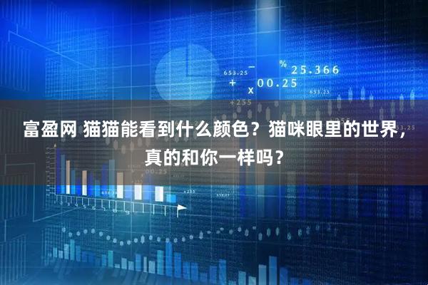 富盈网 猫猫能看到什么颜色？猫咪眼里的世界，真的和你一样吗？