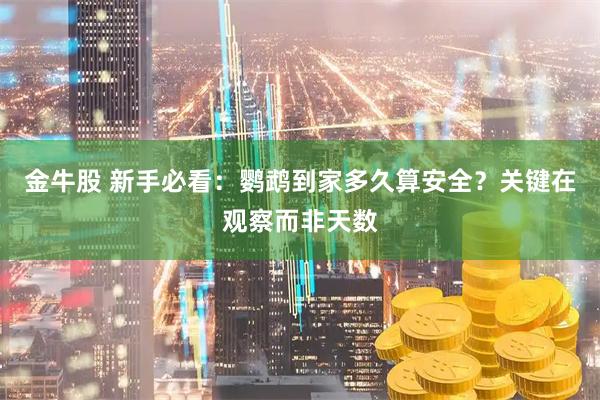 金牛股 新手必看：鹦鹉到家多久算安全？关键在观察而非天数