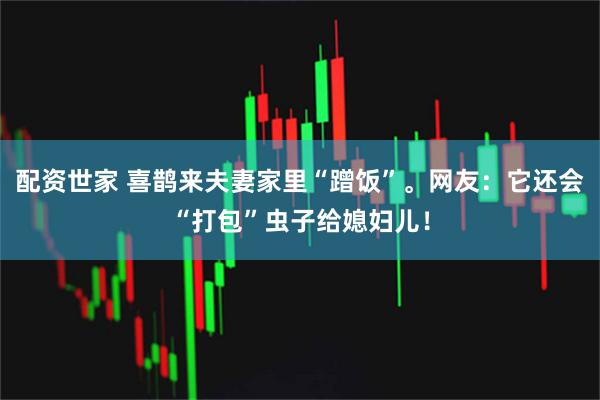 配资世家 喜鹊来夫妻家里“蹭饭”。网友：它还会“打包”虫子给媳妇儿！
